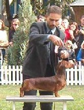 arad cacib: Dana CACIB, BOB, BOG